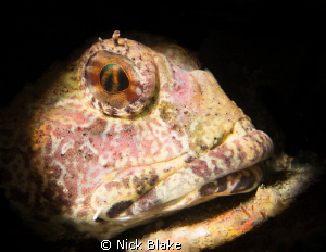 Scorpion fish photographed at Selsey Lifeboat Station - U... by Nick Blake 
